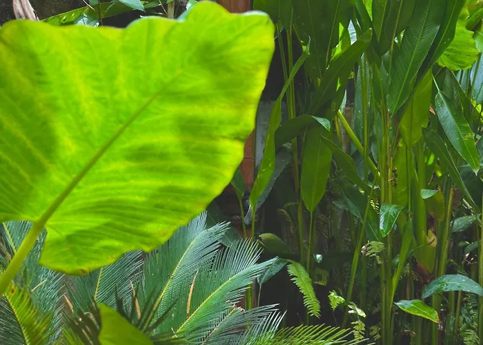 ゲストハウス Eco Bamboo Jungle チャングー