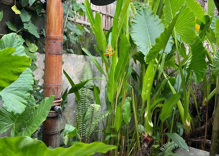 Eco Bamboo Jungle